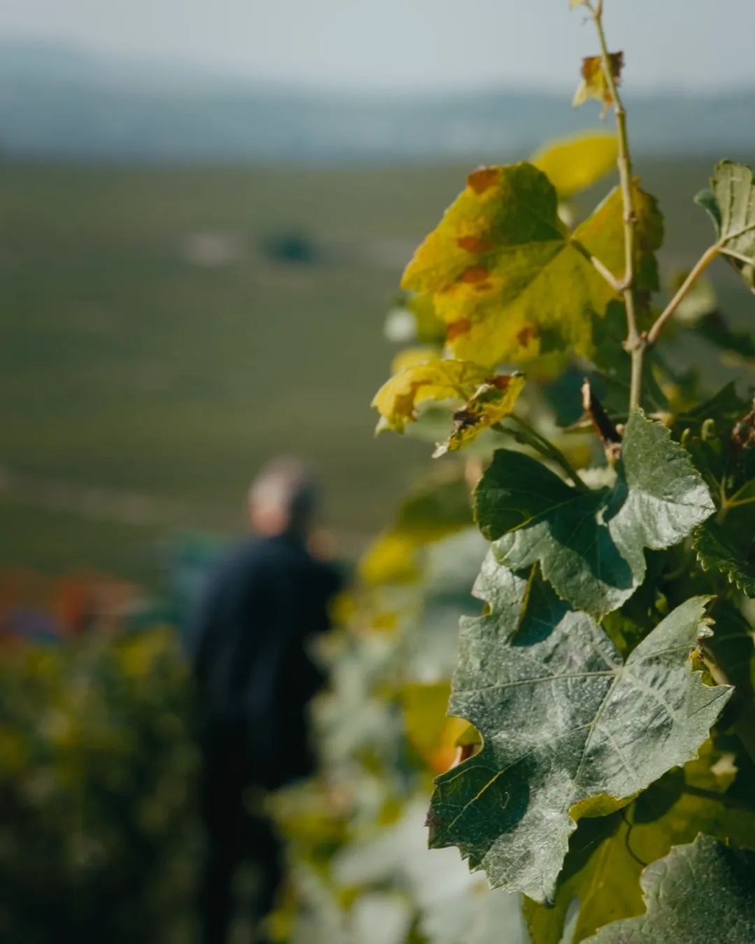 Behind The Wind With Dominique Demarville