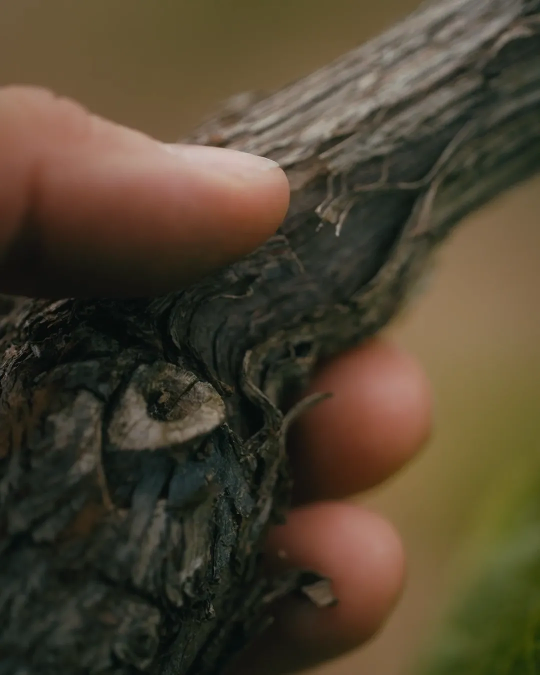 Behind The Wind With Dominique Demarville