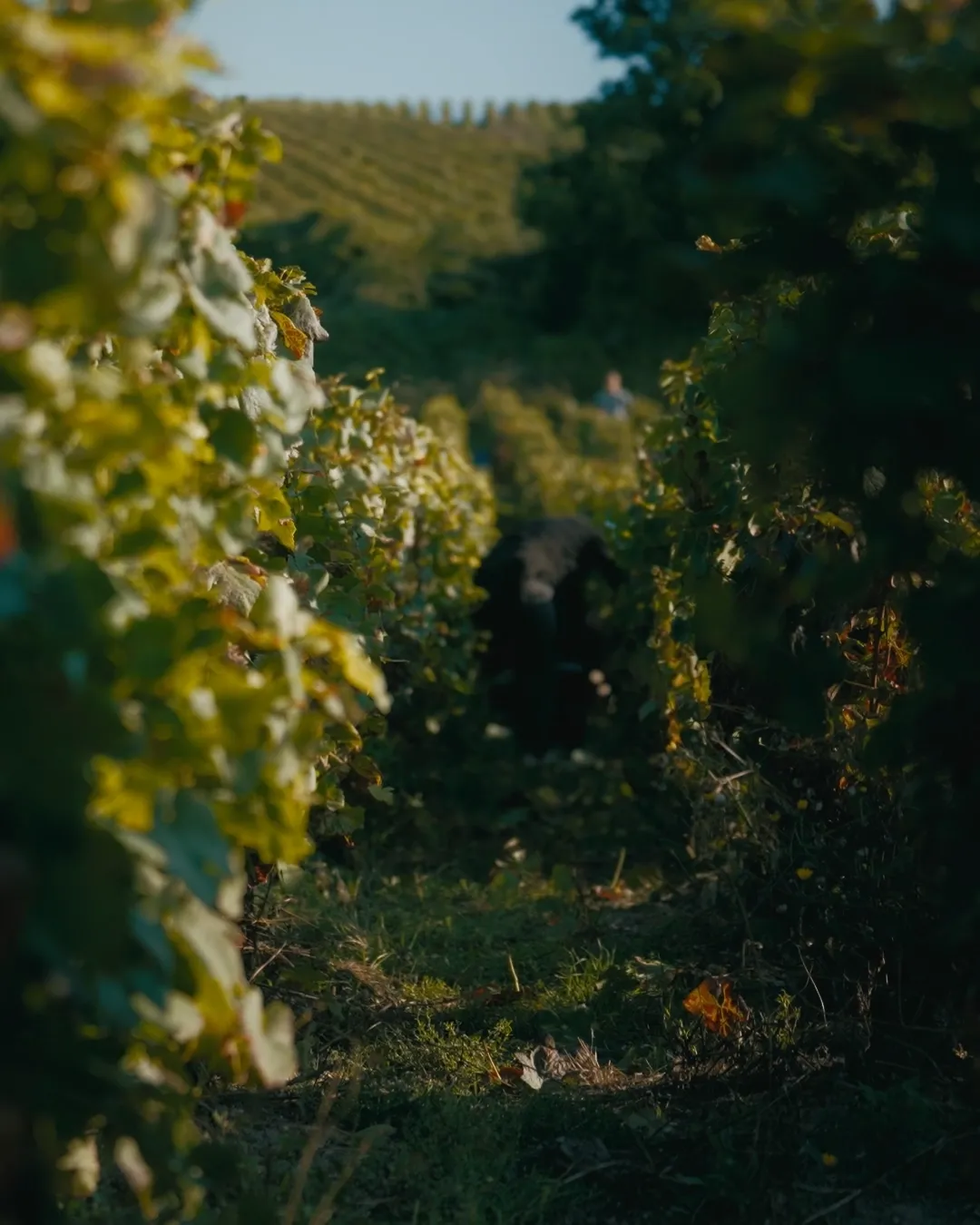 Behind The Wind With Dominique Demarville